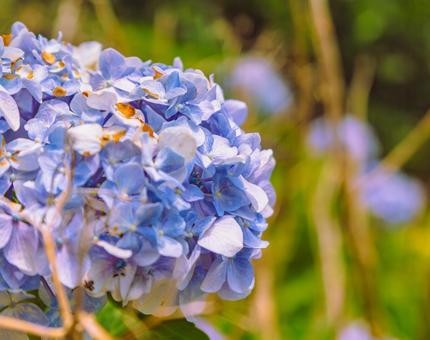 アジサイの花4 アジサイの花4の写真
