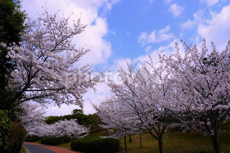 春満開　さくら小道　５ 桜,さくら,花の写真素材