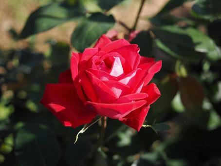 バラ園の鮮やかな薔薇を撮りました 花,薔薇,自然の写真素材