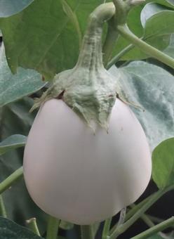 賀茂茄子 賀茂茄子の写真
