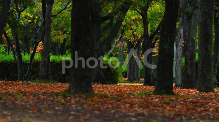 落ち葉に覆われる秋の公園 落ち葉,秋,紅葉の写真素材