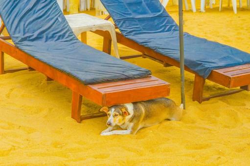 デッキチェア下の犬 デッキチェア下の犬 犬,デッキチェア,日除けの写真素材