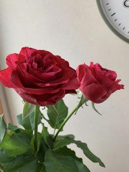 hana_赤い薔薇と時計 hana_赤い薔薇と時計 赤,薔薇,室内の写真素材