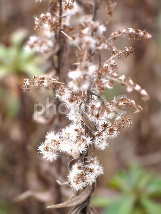 枯れちゃった2 枯れ草,野草,セイタカアワダチソウの写真素材