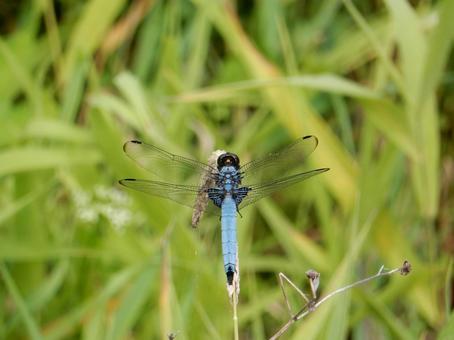 Photo, coconut shell, large salted dragonfly, dragonfly, 