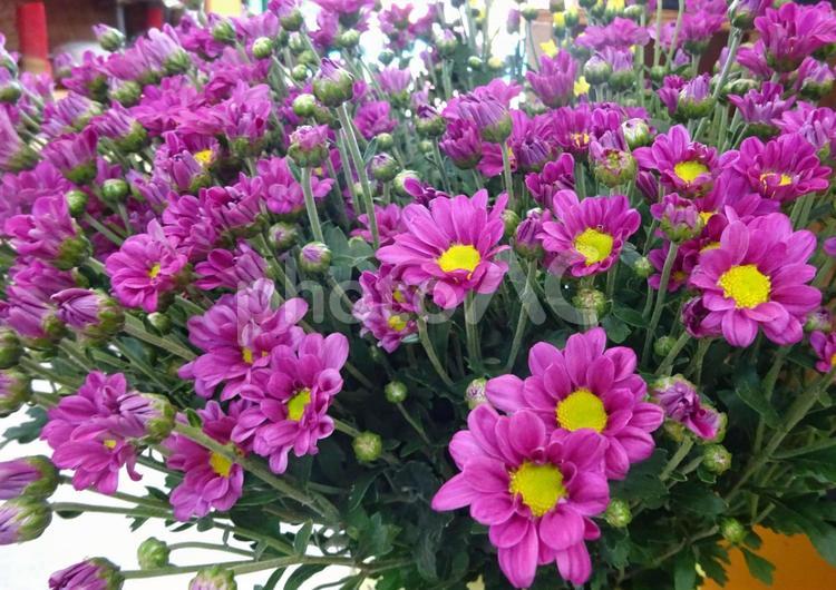 ピンクの小菊（夏小菊） 小菊,夏小菊,ピンクの写真素材