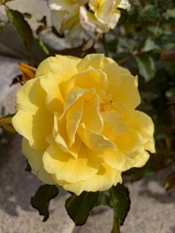 バラ　薔薇　花 バラ,薔薇,花の写真素材