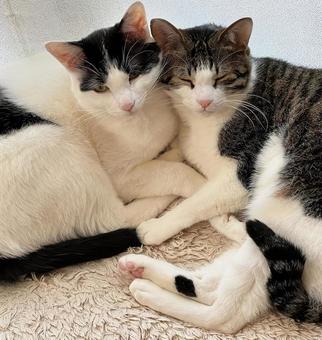 Photo, cat, kitten, protect the cat, 