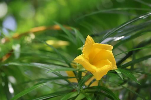 黄色の花びらのディオーンの花のアップ 黄色,花びら,ディオーンの写真素材