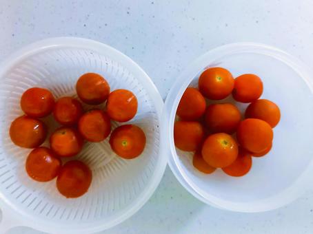 ミニトマト収穫 ミニトマト収穫の写真