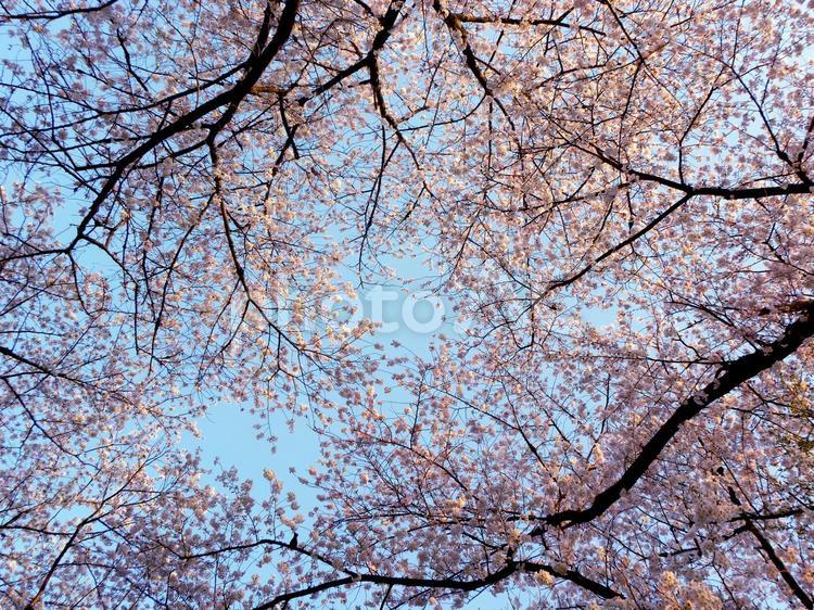 桜を見上げ 桜,空,春の写真素材