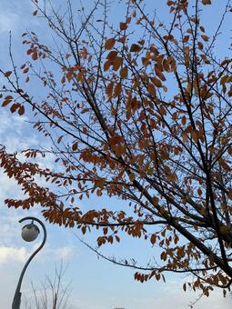 秋の風景 秋の風景,秋の景色,橙色の写真素材