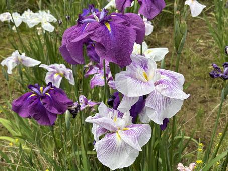 Photo, ayame, plant, early summer, 