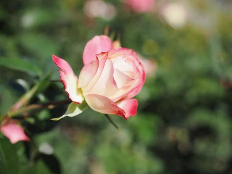 バラ園に咲く綺麗な薔薇を撮りました バラ園に咲く綺麗な薔薇を撮りましたの写真