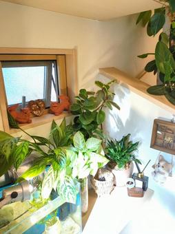 観葉植物 玄関〜吹き抜け 水槽 熱帯魚 観葉植物 玄関〜吹き抜け 水槽 熱帯魚 観葉植物,飾り付け,飾付の写真素材