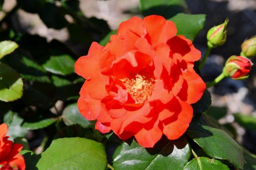 薔薇 チンチン 薔薇 チンチン 薔薇,チンチン,赤の写真素材