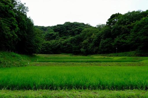 風景 風景の写真