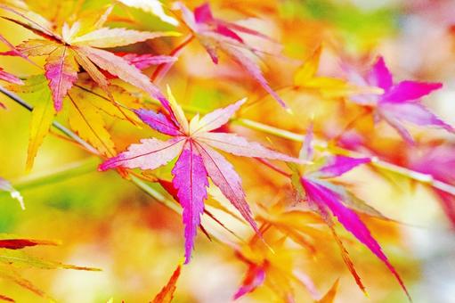 カラフルな紅葉の葉 カラフルな紅葉の葉の写真