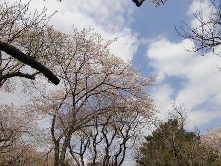 清水公園の桜-110 清水公園の桜-110の写真