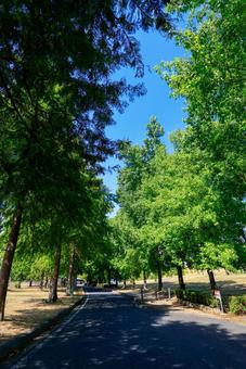 公園 道路 公園 道路の写真