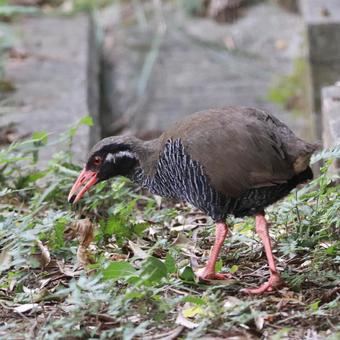 A strolling Okinawa rail in the Yanbaru forest, JPG