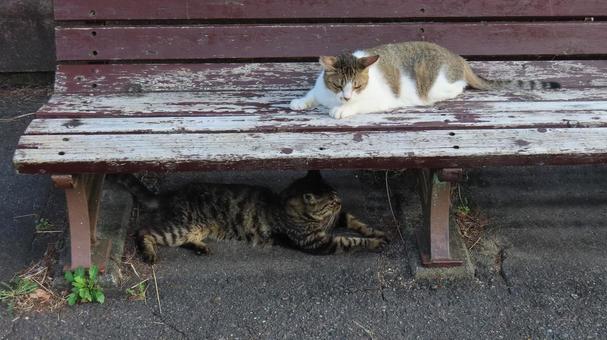 夕涼みのスタイルに拘るもふもふな猫様たち 夕涼みのスタイルに拘るもふもふな猫様たち 猫,キジトラ,キジシロの写真素材