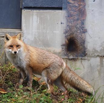 キツネ ホンドギツネ,キツネ,狐の写真素材