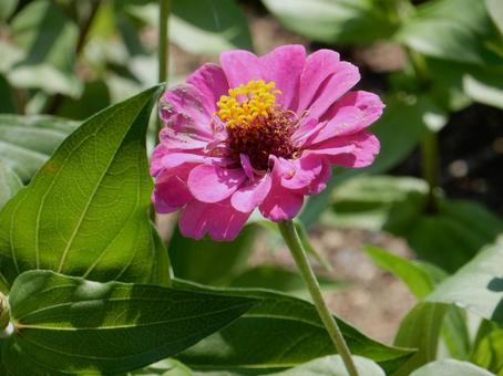[Flower photo] Zinnia elegans, JPG