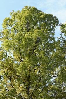 メタセコイア メタセコイア,アケボノスギ,木の写真素材
