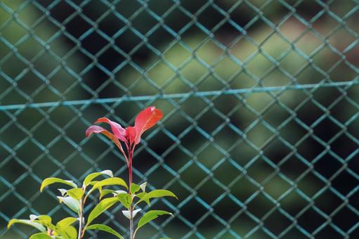 ベニカナメモチ ベニカナメモチ,レッドロビン,ベニカナメの写真素材