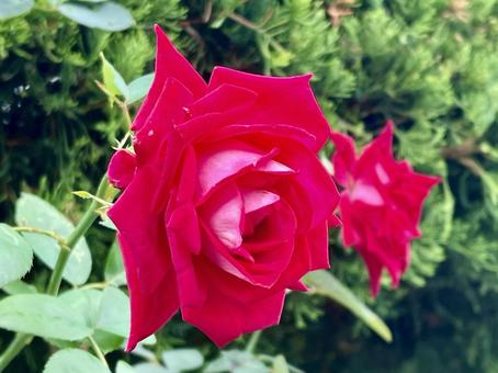 真紅の薔薇 ばらの花 真紅の薔薇 ばらの花 赤,花,ばらの写真素材