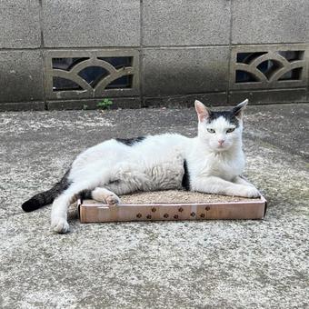 cat, JPG
