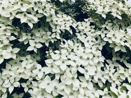 白系の花 白系,緑,花の写真素材