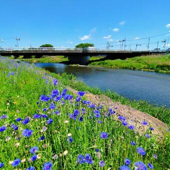初夏の川のほとりを彩る花～ヤグルマギク～ 川,川のほとり,土手の写真素材