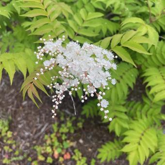 ナナカマド ナナカマドソウ,白い花,小花の写真素材