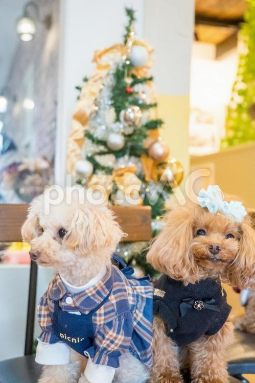 クリスマスツリーとトイプードル トイプードル,トイプー,犬の写真素材