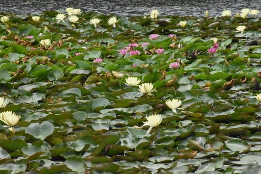 Water lilies in Moegino, Aoba Ward, Yokohama City, just after the summer heat, JPG