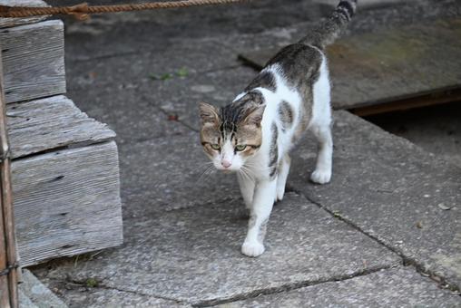 京都浄瑠璃寺のにゃんこ 京都浄瑠璃寺のにゃんこの写真