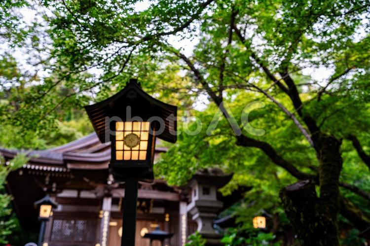 夕暮れの明かりが点った灯籠と新緑 和,和風,旅行の写真素材