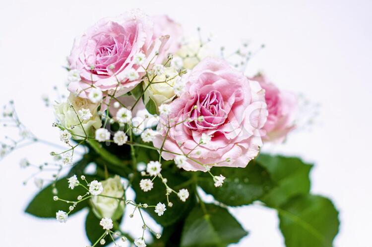 白とピンクのキュートな花束素材 花,ピンク,バラの写真素材