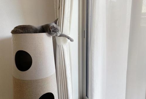 くつろぐロシアンブルー（横）の写真