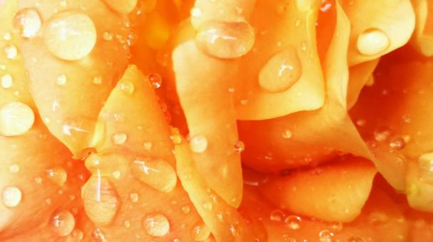 Orange roses after the rain, JPG Orange roses after the rain, JPG