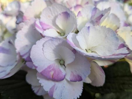 紫陽花 ちづる 紫陽花 ちづるの写真