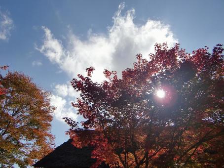 紅葉-9 紅葉-9の写真
