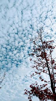 うろこ雲 うろこ雲の写真
