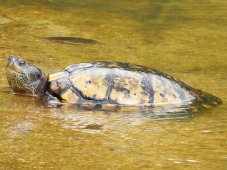 浅瀬にいるクサガメ 浅瀬にいるクサガメの写真