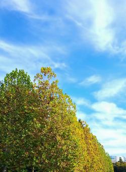 木々 秋空 木々 秋空 空,秋,屋外の写真素材
