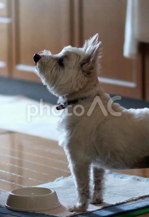 ホワイトテリア　チビタ　2008年　頂戴 ホワイトテリア,愛犬,ペットの写真素材