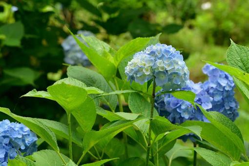 紫陽花 紫陽花の写真