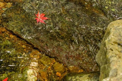 A bright red maple leaf fallen on a river rock, JPG